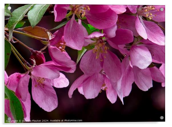 Plum Blossoms Acrylic by Deanne Flouton