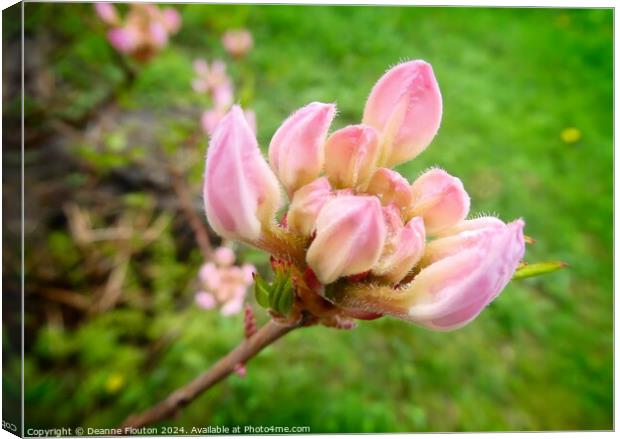 Swamp Pink Buds Canvas Print by Deanne Flouton