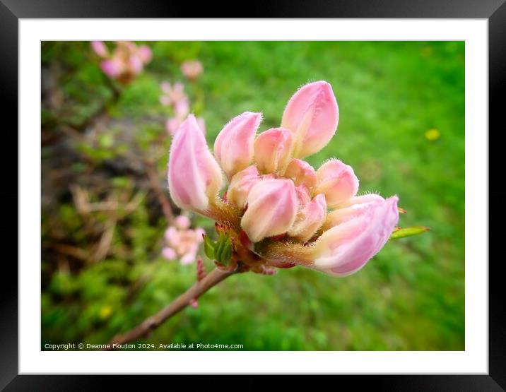 Swamp Pink Buds Framed Mounted Print by Deanne Flouton