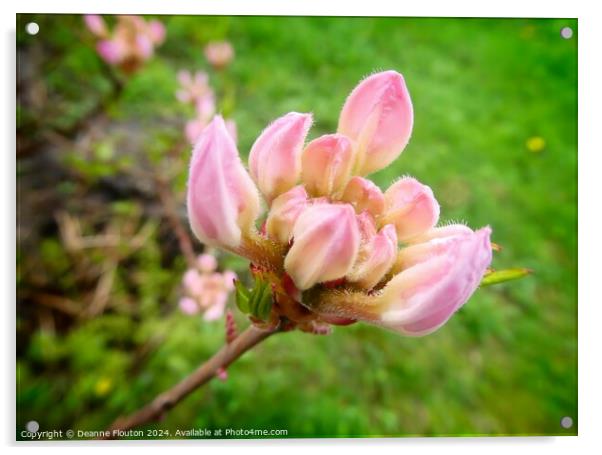 Swamp Pink Buds Acrylic by Deanne Flouton