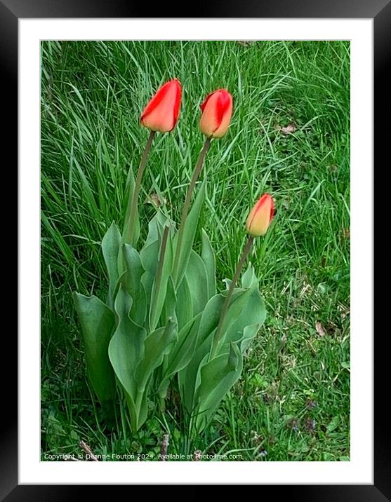 Three Scarlet Tulips Framed Mounted Print by Deanne Flouton