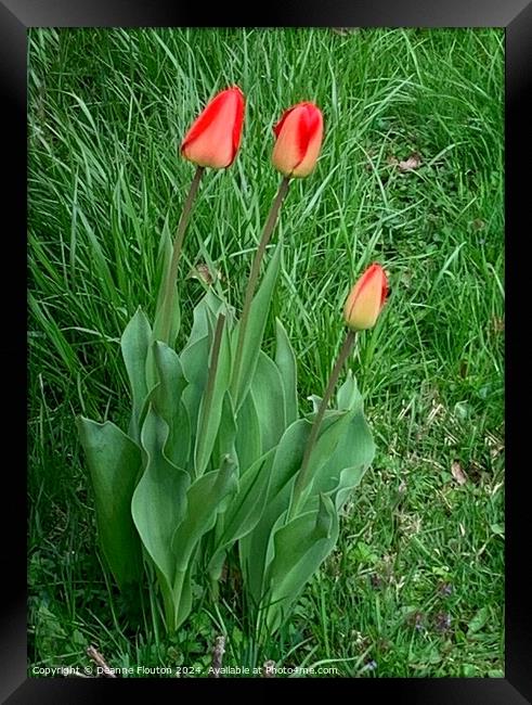 Three Scarlet Tulips Framed Print by Deanne Flouton