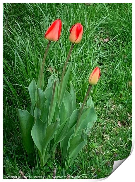 Three Scarlet Tulips Print by Deanne Flouton