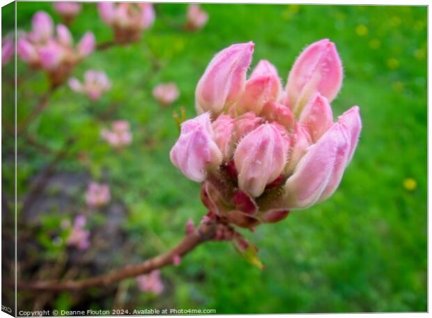 Swamp Pink Bud Canvas Print by Deanne Flouton