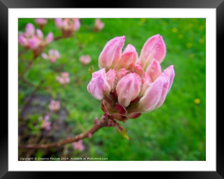 Swamp Pink Bud Framed Mounted Print by Deanne Flouton