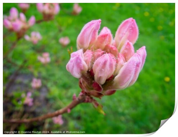 Swamp Pink Bud Print by Deanne Flouton