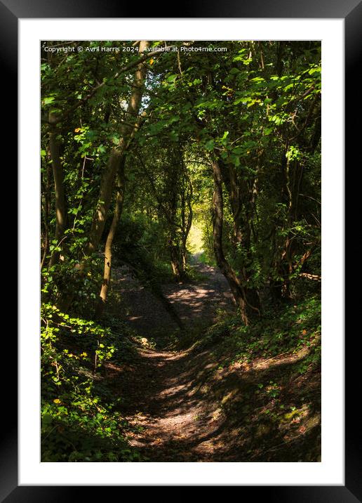 The Dappled Lite Woodland Framed Mounted Print by Avril Harris