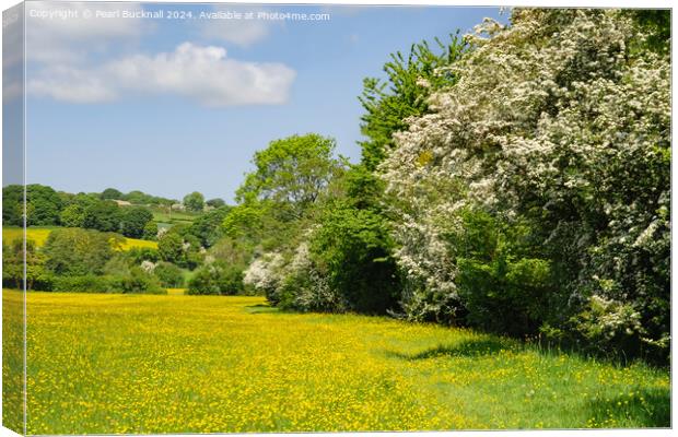 Herefordshire Way Through English Buttercup Meadow Canvas Print by Pearl Bucknall