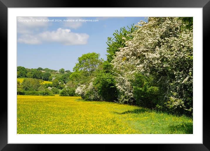 Herefordshire Way Through English Buttercup Meadow Framed Mounted Print by Pearl Bucknall