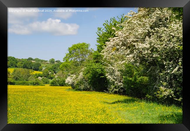 Herefordshire Way Through English Buttercup Meadow Framed Print by Pearl Bucknall