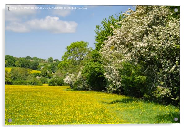 Herefordshire Way Through English Buttercup Meadow Acrylic by Pearl Bucknall