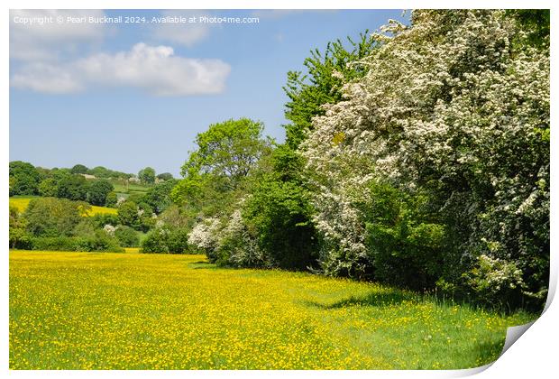 Herefordshire Way Through English Buttercup Meadow Print by Pearl Bucknall