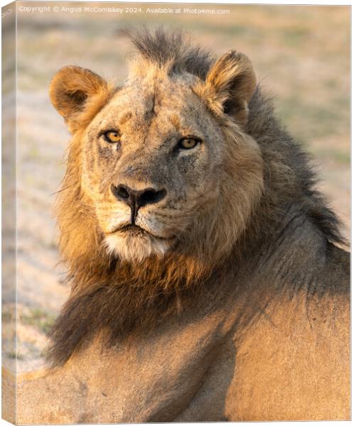 Portrait of a proud male lion, Zambia Canvas Print by Angus McComiskey