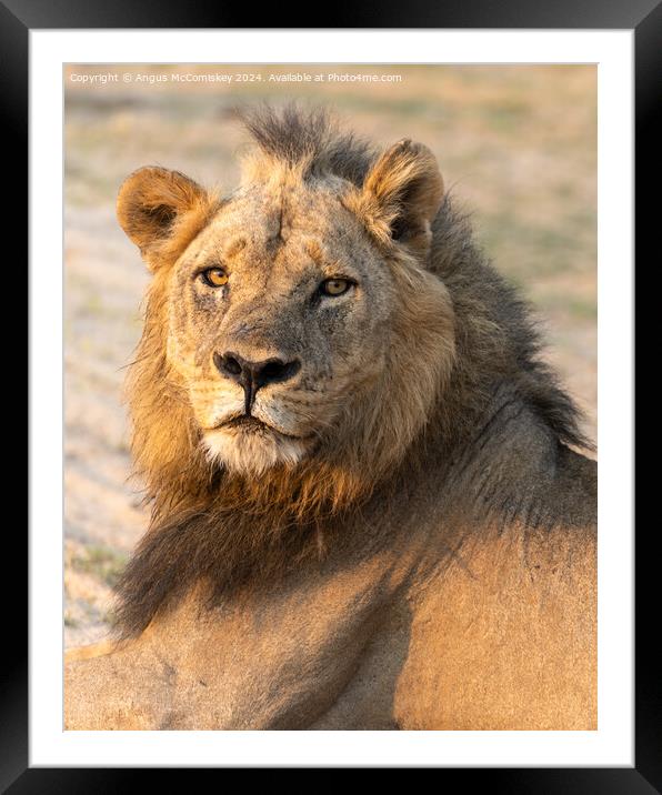 Portrait of a proud male lion, Zambia Framed Mounted Print by Angus McComiskey