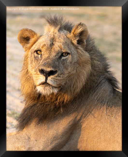 Portrait of a proud male lion, Zambia Framed Print by Angus McComiskey