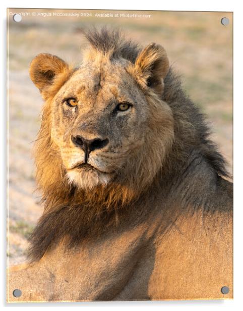 Portrait of a proud male lion, Zambia Acrylic by Angus McComiskey