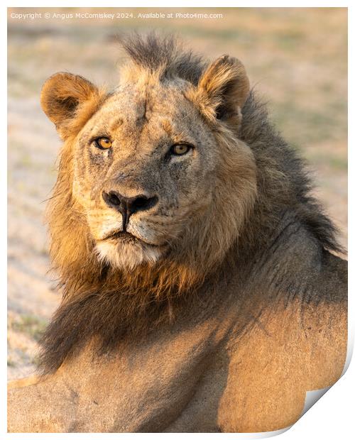 Portrait of a proud male lion, Zambia Print by Angus McComiskey