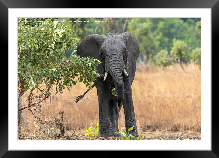 African bull elephant browsing leaves in Zambia Framed Mounted Print by Angus McComiskey
