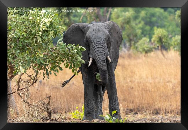 African bull elephant browsing leaves in Zambia Framed Print by Angus McComiskey