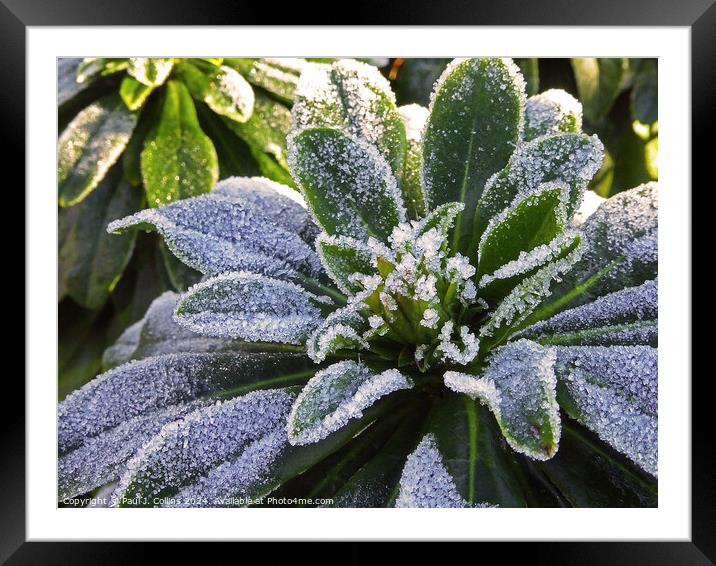 Frosted Top Framed Mounted Print by Paul J. Collins