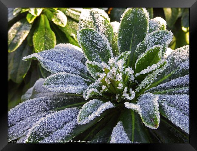 Frosted Top Framed Print by Paul J. Collins