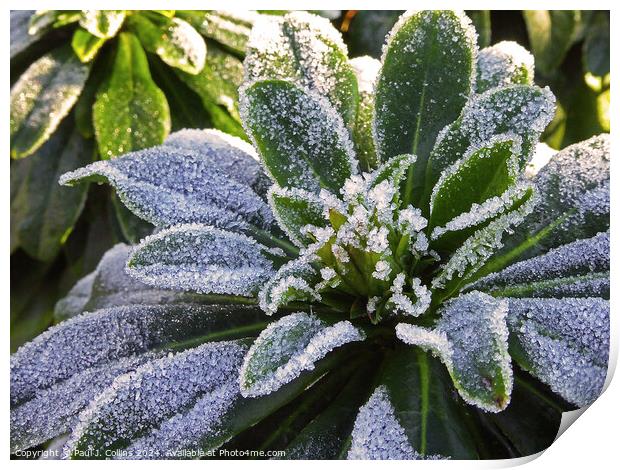 Frosted Top Print by Paul J. Collins