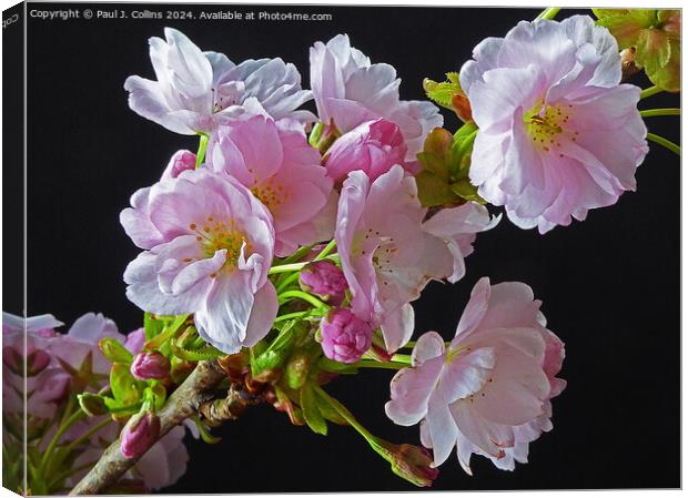 Springtime Cherry Blossom Canvas Print by Paul J. Collins