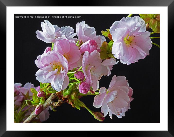 Springtime Cherry Blossom Framed Mounted Print by Paul J. Collins