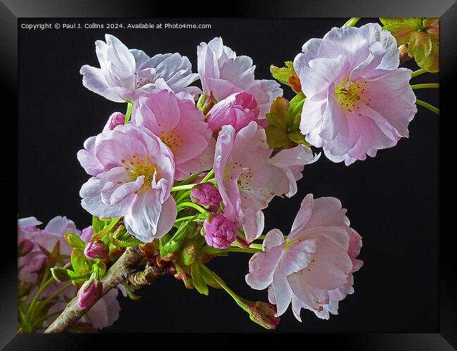 Springtime Cherry Blossom Framed Print by Paul J. Collins