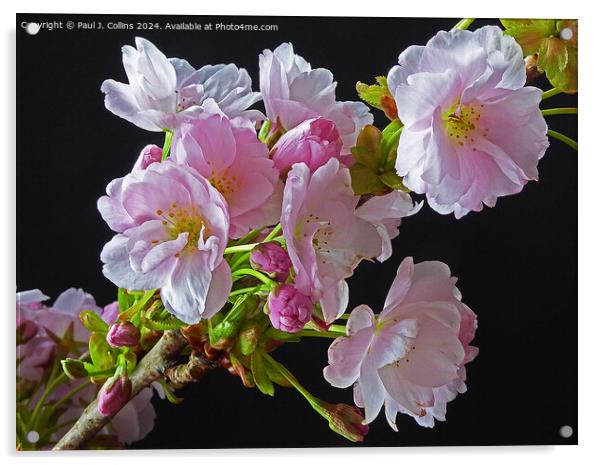 Springtime Cherry Blossom Acrylic by Paul J. Collins