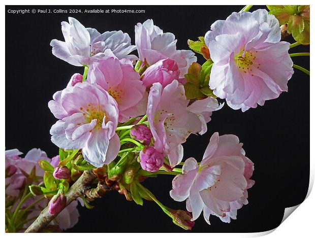 Springtime Cherry Blossom Print by Paul J. Collins
