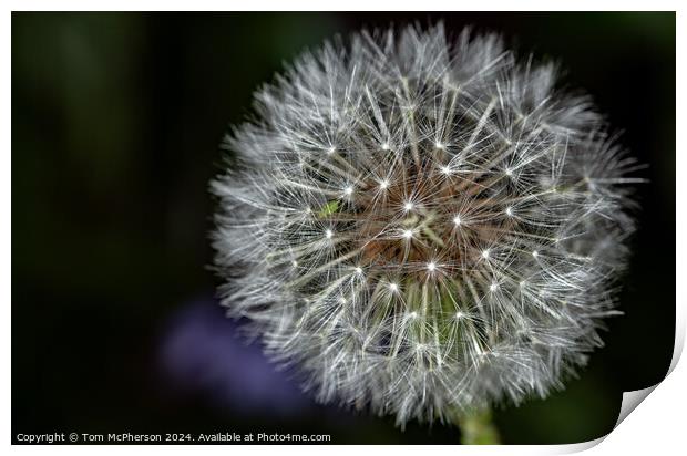 Dandelion Clock Print by Tom McPherson