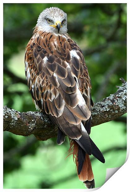 Red Kite (Milvus milvus) Print by Christopher Grant