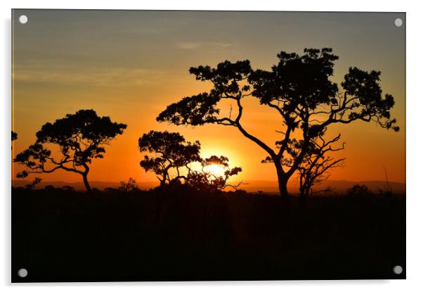 Sunrise in Serengeti Acrylic by Kristine Sipola