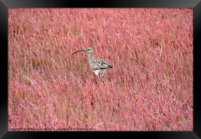 Curlew in a pink field Framed Print by Kristine Sipola