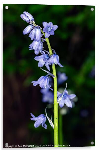 Bluebell Acrylic by Tom McPherson