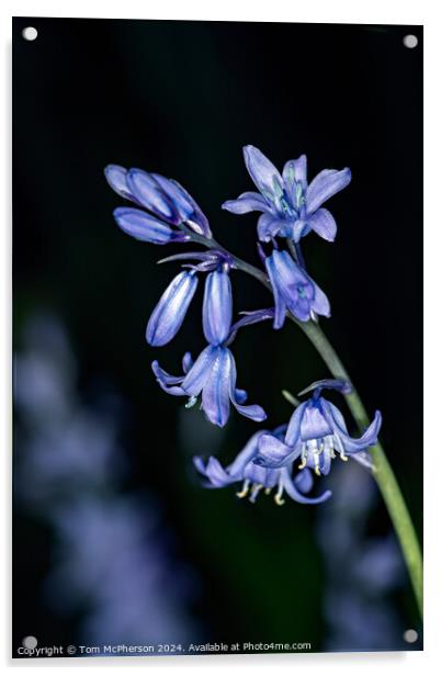 Bluebell Acrylic by Tom McPherson