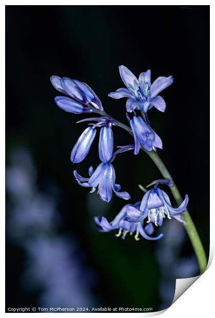 Bluebell Print by Tom McPherson