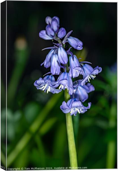 Bluebell Canvas Print by Tom McPherson