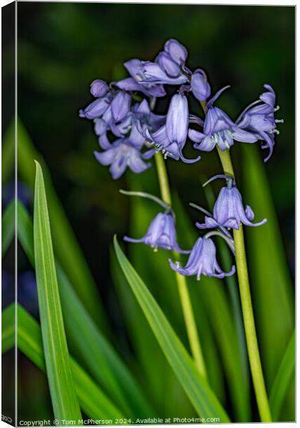 Bluebell Canvas Print by Tom McPherson