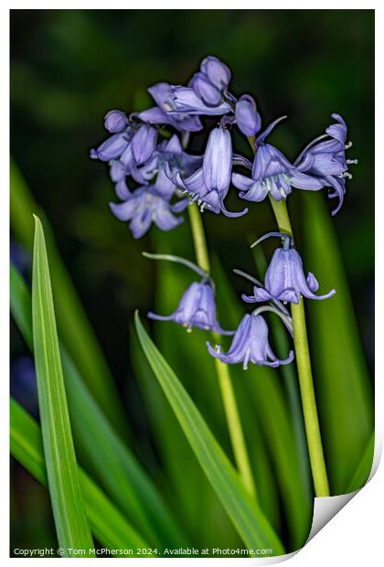 Bluebell Print by Tom McPherson