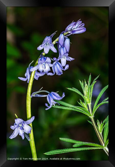 Bluebell Framed Print by Tom McPherson