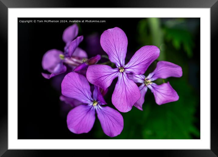 Plant flower Framed Mounted Print by Tom McPherson