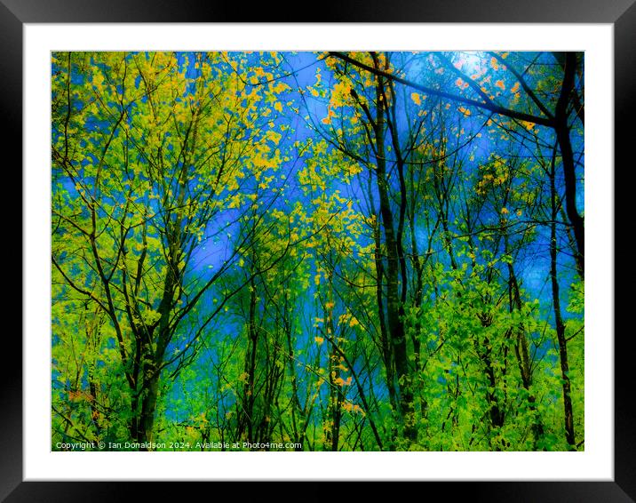 Trees Framed Mounted Print by Ian Donaldson