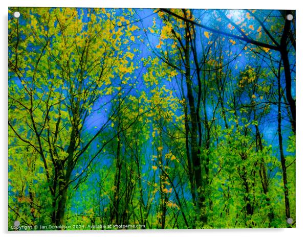 Trees Acrylic by Ian Donaldson