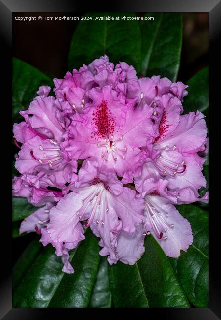 A rhododendron Framed Print by Tom McPherson