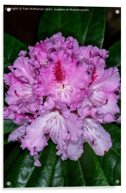 A rhododendron Acrylic by Tom McPherson
