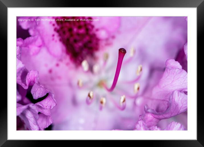 A rhododendron macro Framed Mounted Print by Tom McPherson
