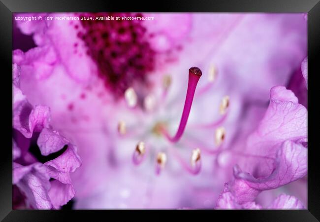 A rhododendron macro Framed Print by Tom McPherson