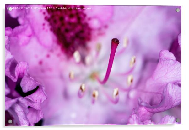 A rhododendron macro Acrylic by Tom McPherson